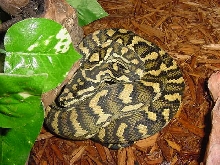 Jungle Carpet Python