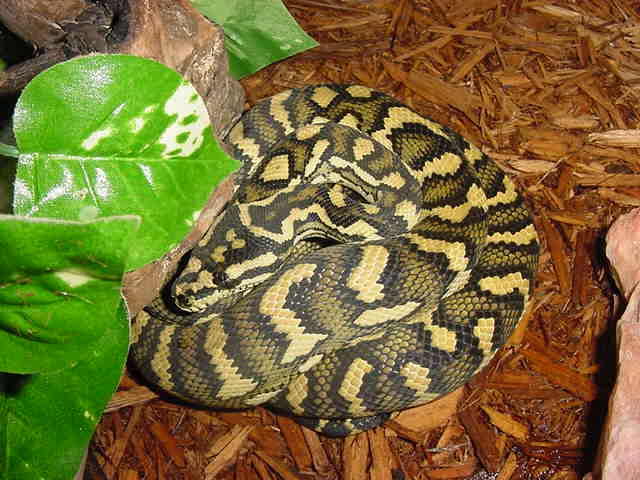 Jungle Carpet Python
