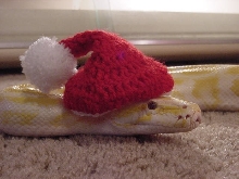 Lulu loves Christmas
