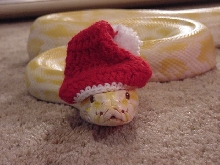 Lulu at Christmas