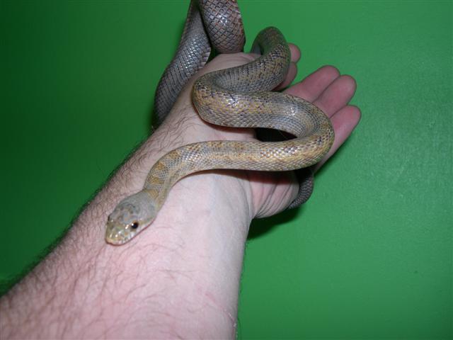 04 female bairds green background.