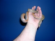 04 female bairds blue background.