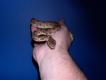 cliffordi male blue background.
