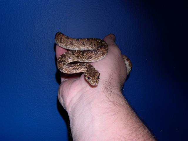 cliffordi male blue background.