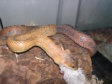 closeup feeding female bairds