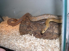 Female bairds using flash.