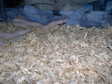 Female leucistic black rat in aspen