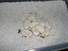 Heat killed eggs.