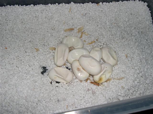 Heat killed eggs.