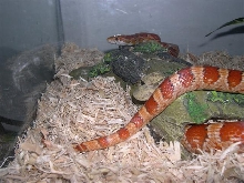 Hypo corn.
