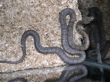 Juvie female bairds showing some color.