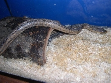 Male bairds in half log.