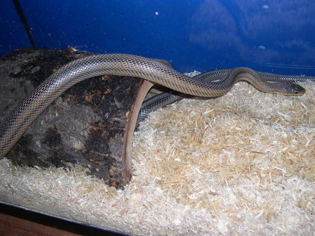 Male bairds in half log.