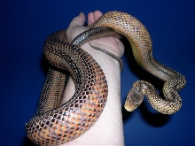 Male bairds blue background.