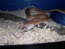Spalerosophis Diadema Cliffordi feeding.