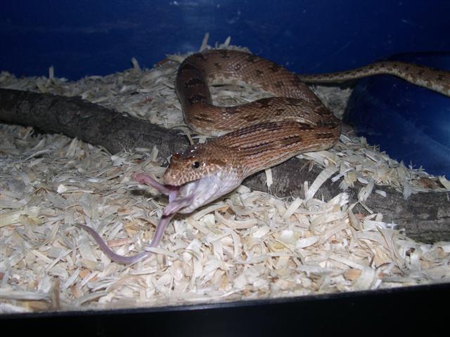 Spalerosophis Diadema Cliffordi feeding.