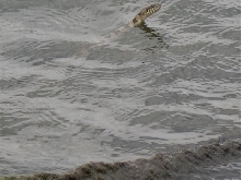 Little water snake.