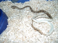 Diadema Cliffordi male