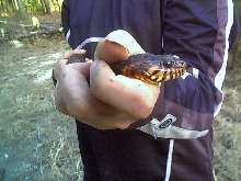 northern water snake