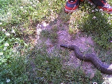 northern water snake