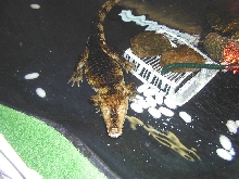 Caiman crocodilus