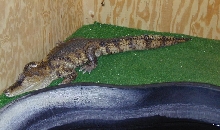 Spectacled Caiman Basking