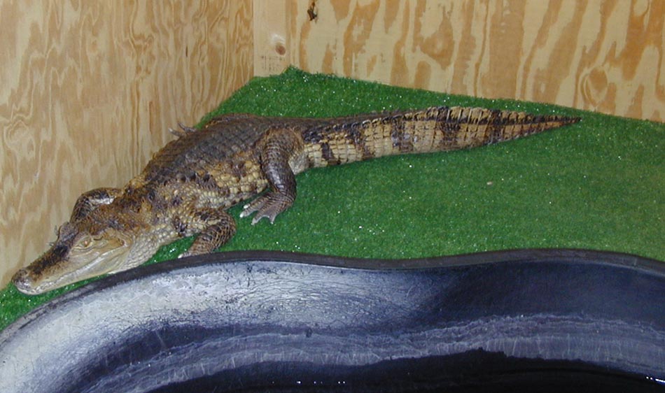 Spectacled Caiman Basking
