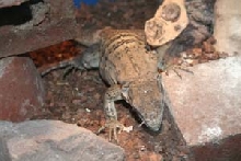 similis