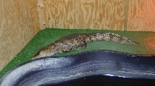 C. crocodilus