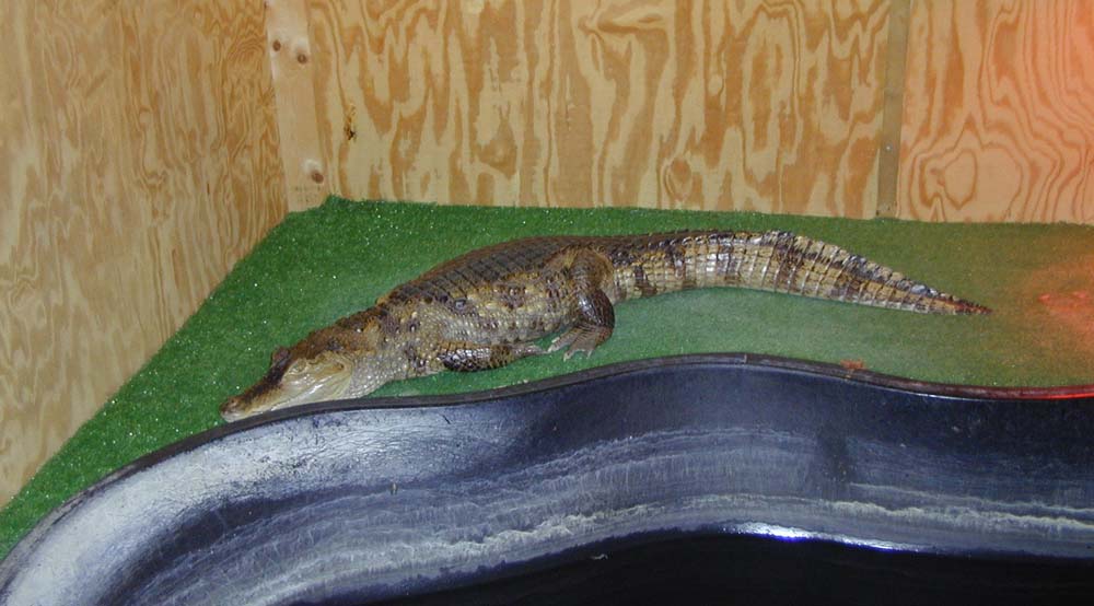 C. crocodilus