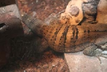similis