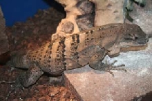 similis