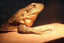 similis