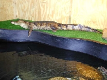 Caiman crocodilus