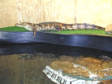 Caiman crocodilus