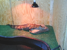Caiman crocodilus