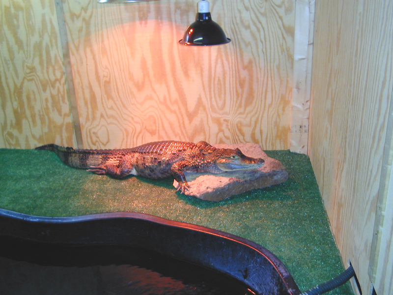 Caiman crocodilus