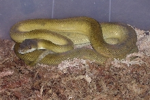 Patternless Clastolepis