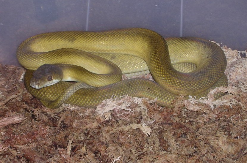 Patternless Clastolepis