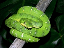 Suriname Emerald