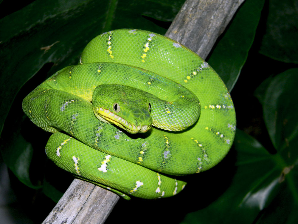 Suriname Emerald