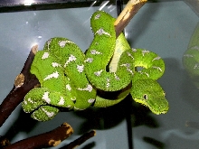 High White Northern Emerald