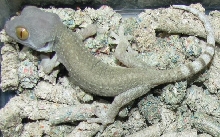 Tokay