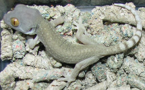 Tokay