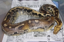 Borneo Blood Python
