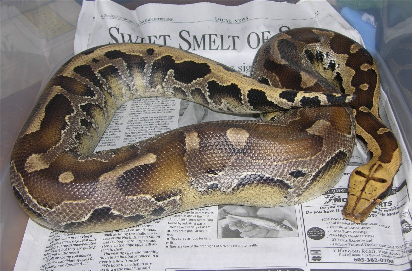 Borneo Blood Python