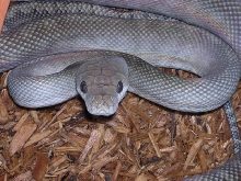 new axanthic moluccan python