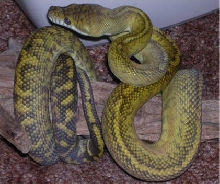 striped moluccan