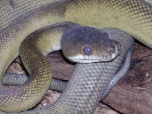 Patternless female clastolepis