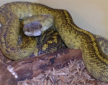 striped moluccan
